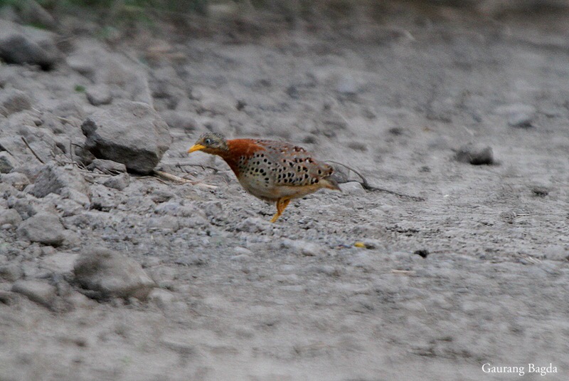 Yellow-legged Buttonquail 